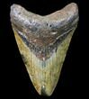 Bargain, Megalodon Tooth - North Carolina #80857-1